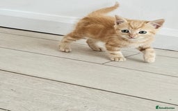 Mixed Breed cats for sale: 4 beautiful kittens and mum for sale  - Image 5