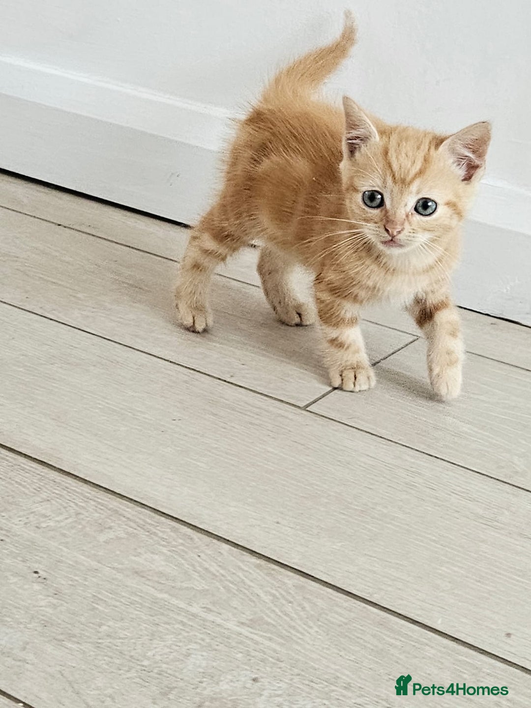 Mixed Breed cats for sale: 4 beautiful kittens and mum for sale  - Image 5
