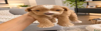 Cavapoochon 2