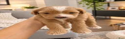 Cavapoochon dogs for sale: Gorgeous Cavapoochons.Home-Reared&Raised with Love - Advert 4