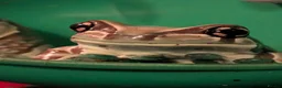 Frog reptiles for sale: Milk Tree frog older frogs  - Advert 1