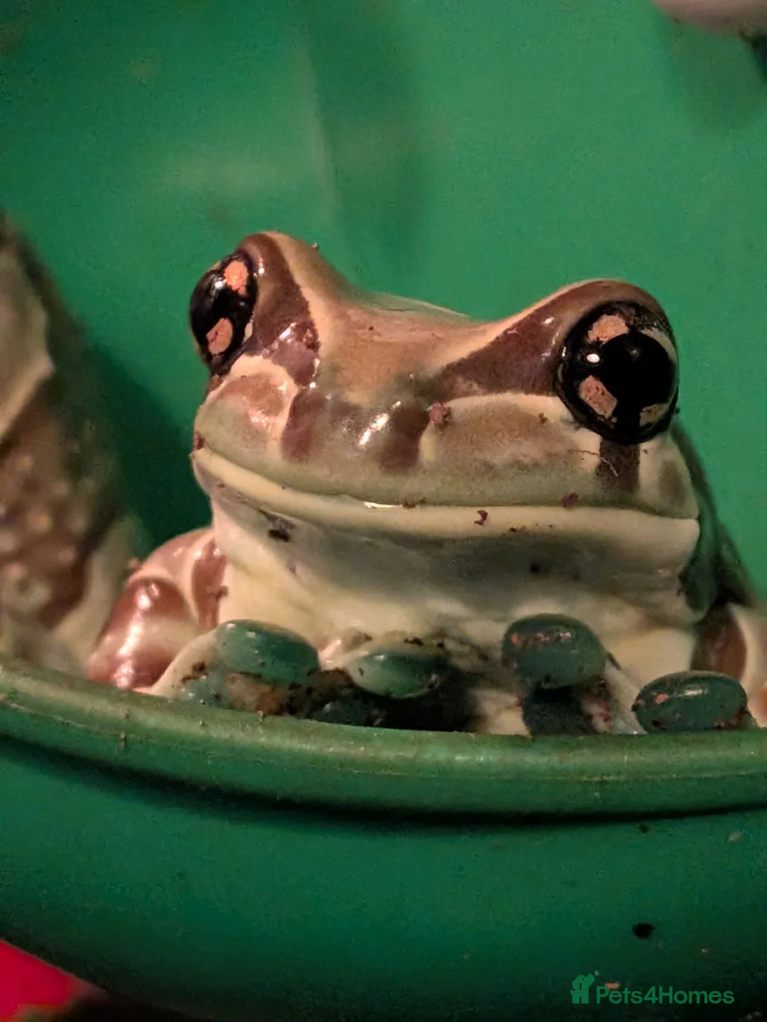 Frog reptiles for sale: Milk Tree frog older frogs  - Advert 1