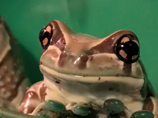 Frog reptiles Milk Tree frog older frogs - Advert 8