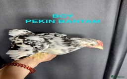 Chickens poultry for sale: Beautiful Pekin Bantam chicks for sale - Image 2