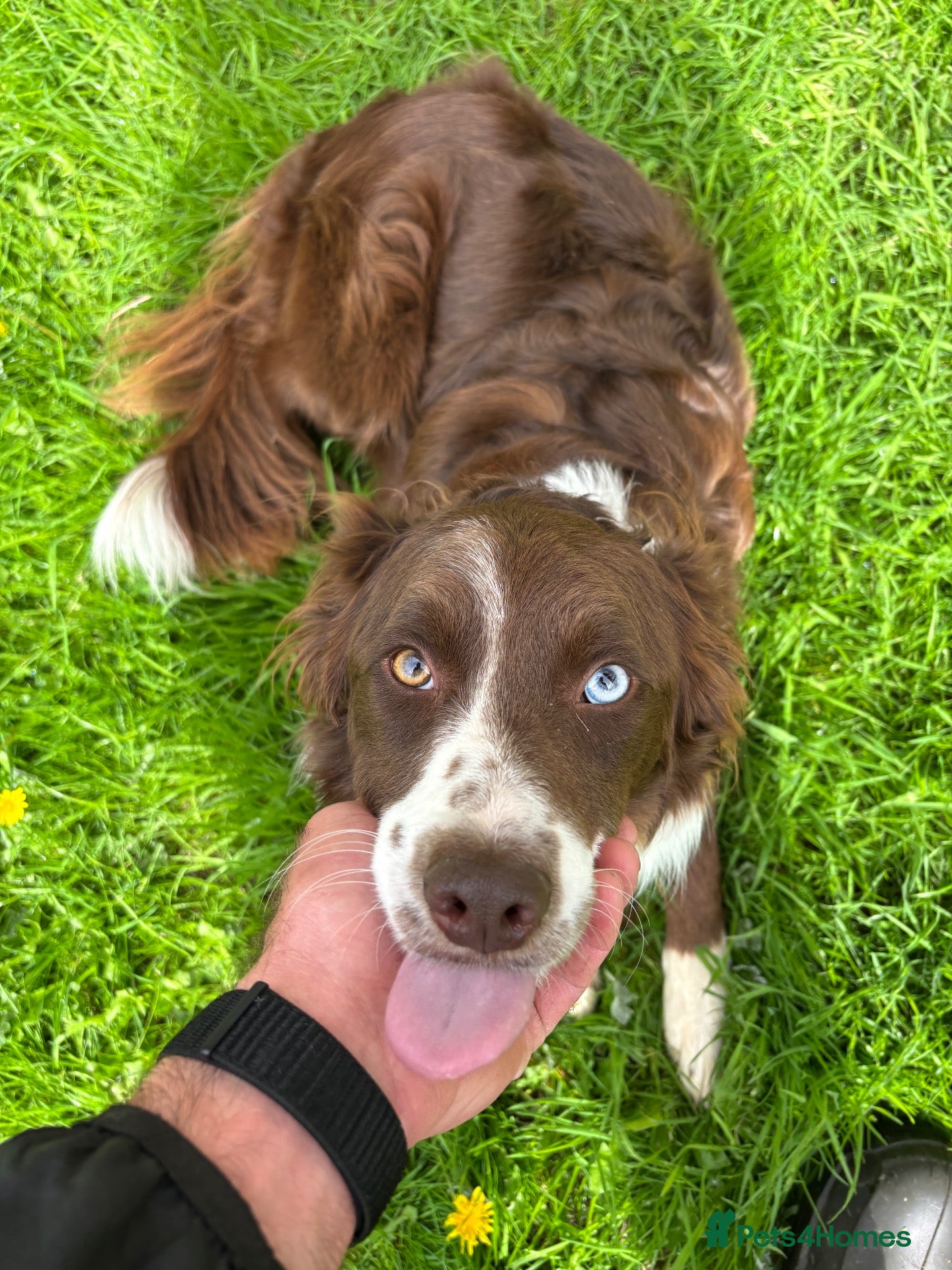 Border Collie dogs Beautiful 2-Year-Old Red Collie Bitch - Advert 1
