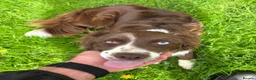 Border Collie dogs for sale: Beautiful 2-Year-Old Red Collie Bitch - Advert 1