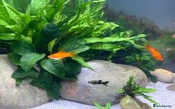 Live Bearers fish for sale: Guppy's endlers / molly & swords  - Image 5