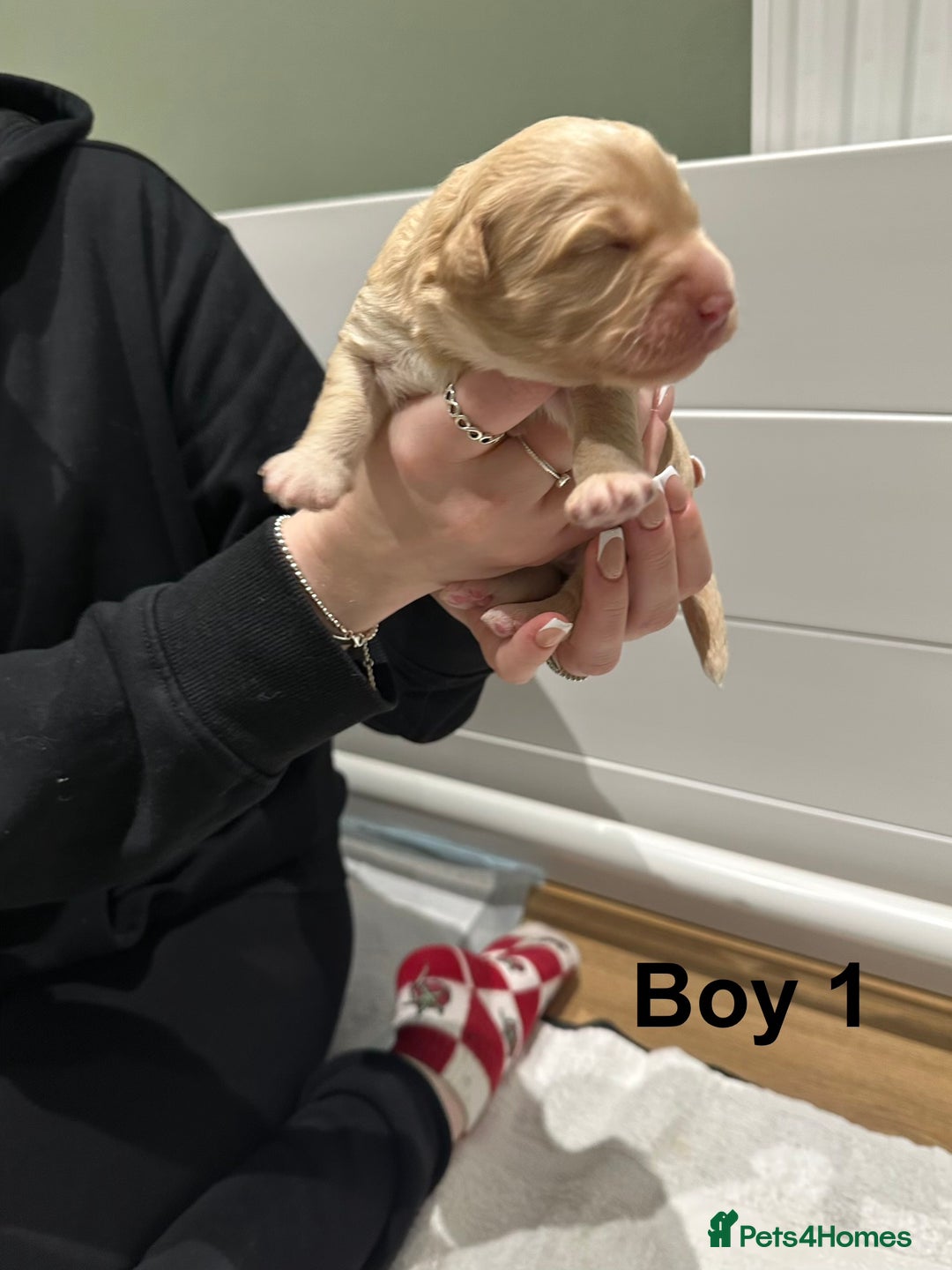 Cavapoo dogs for sale: F1B Cavapoo Puppies - Advert 22