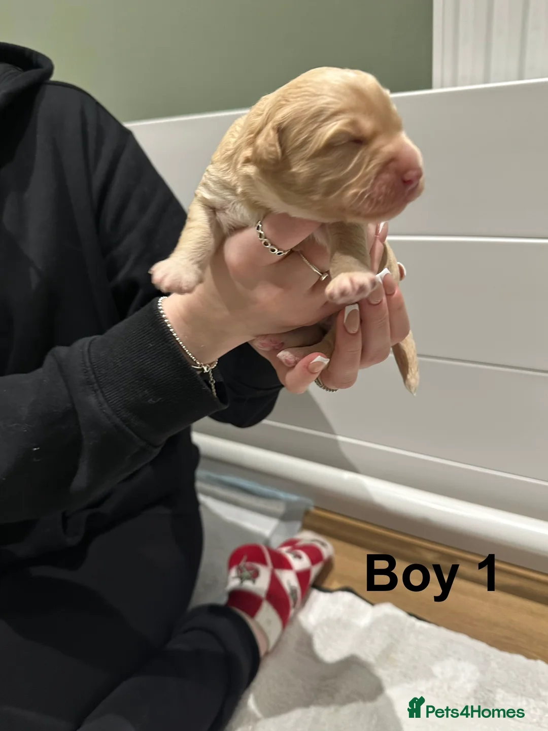 Cavapoo dogs for sale: 💥ONE BOY LEFT💥 F1B Cavapoo Puppies - Advert 15