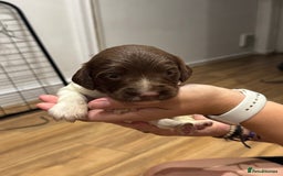 English Springer Spaniel dogs for sale: English springer spaniel puppies  - Image 6