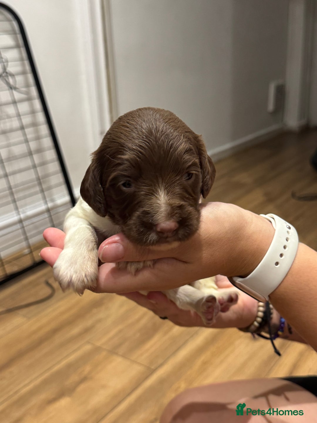 English Springer Spaniel dogs for sale: English springer spaniel puppies  - Image 6