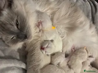 Ragdoll cats 🩵 Lilac boy and blue point girl available 🩵 - Advert 4