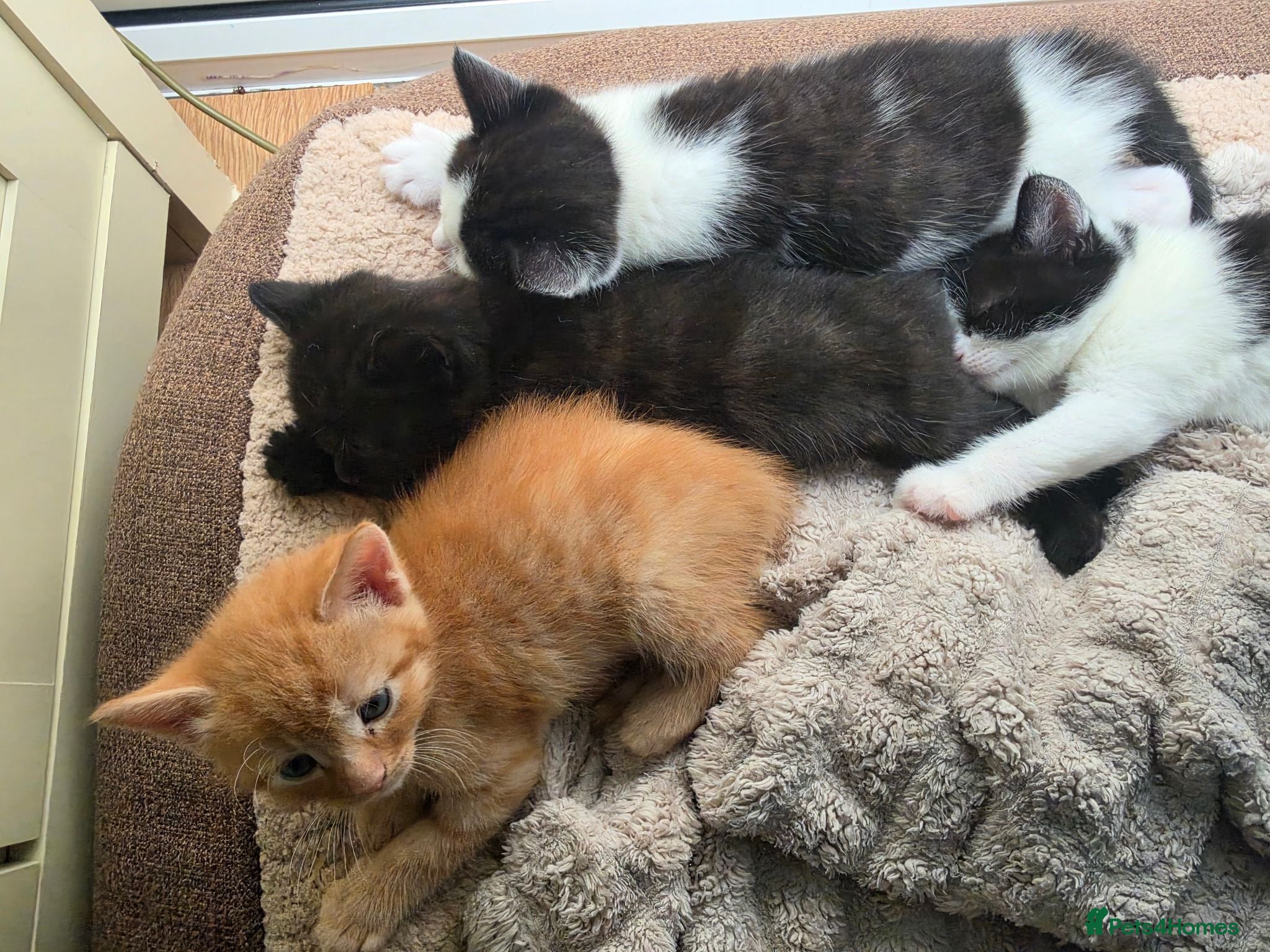 Mixed Breed cats 5 kittens looking for loving family  - Advert 2