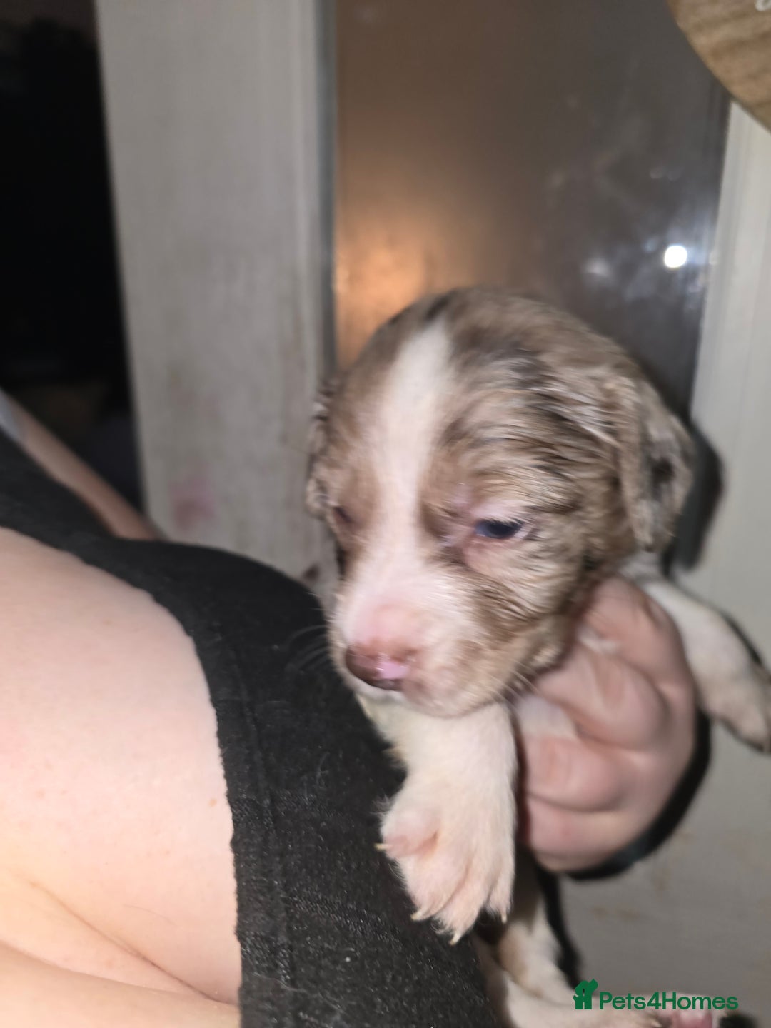 Mixed Breed dogs for sale: Beautifull sprollie pups - Advert 1