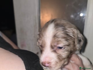 Mixed Breed dogs Beautifull sprollie pups - Advert 1