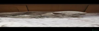 Russian Blue 5