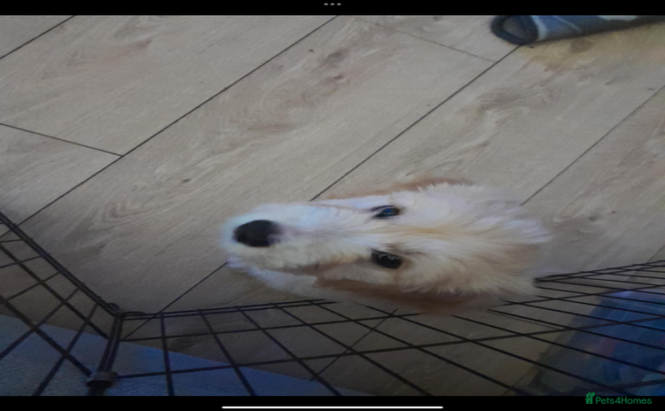 Mixed Breed dogs - Advert 1