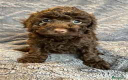 Miniature Poodle dogs for sale: Miniature Poodle Puppies Available.  - Image 18