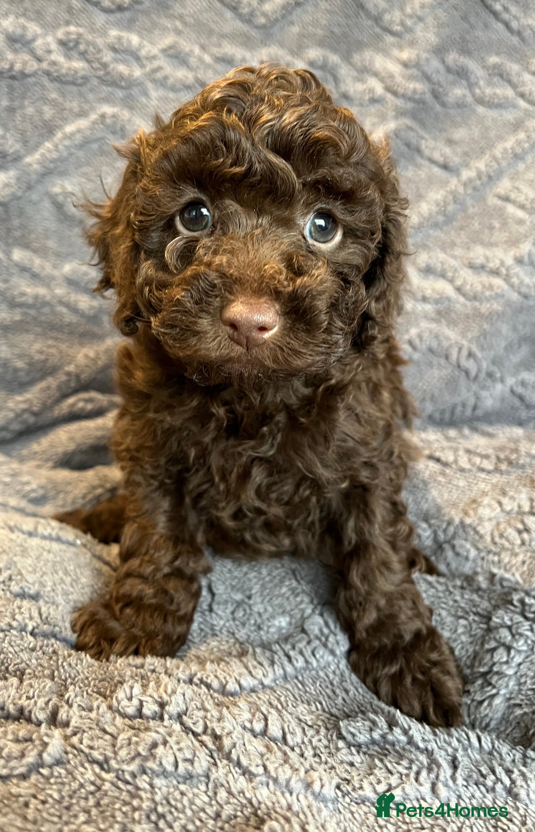 Miniature Poodle dogs for sale: Miniature Poodle Puppies Available.  - Image 18