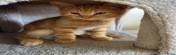 Ragdoll cats for sale: Beautiful ragdoll X - Advert 13