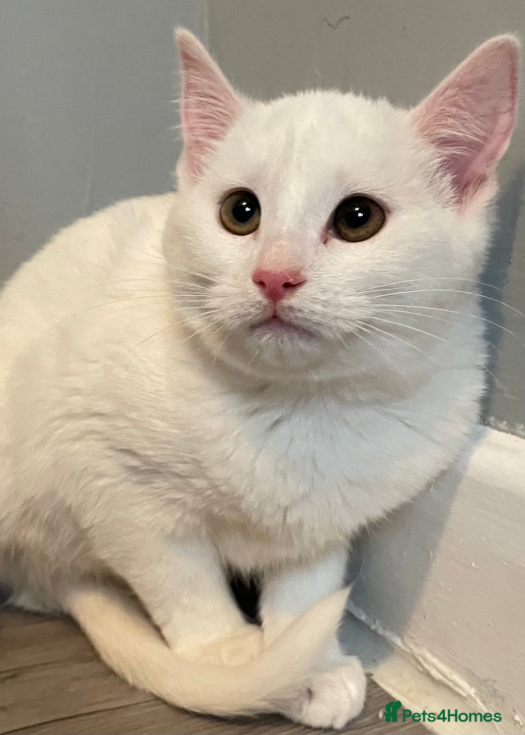 Mixed Breed cats for sale: Rare kittens for sale ready now  - Advert 10