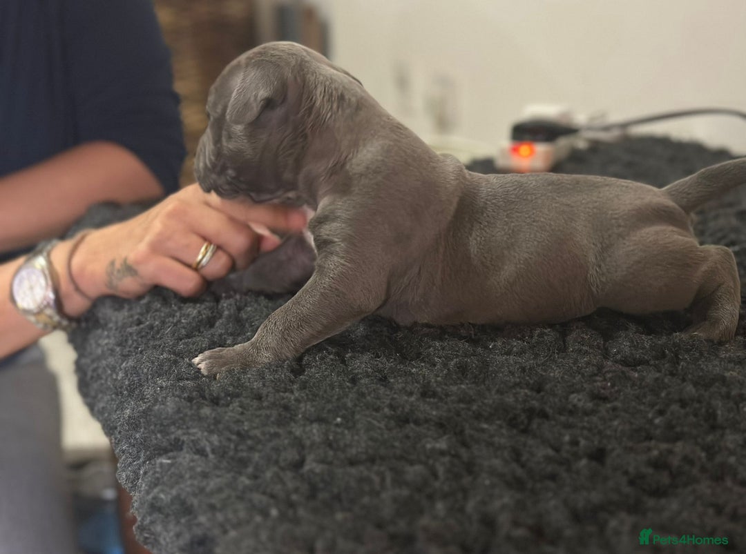 Mixed Breed dogs for sale: STUNNING!!! Staffy Cross Puppies!!! - Image 15