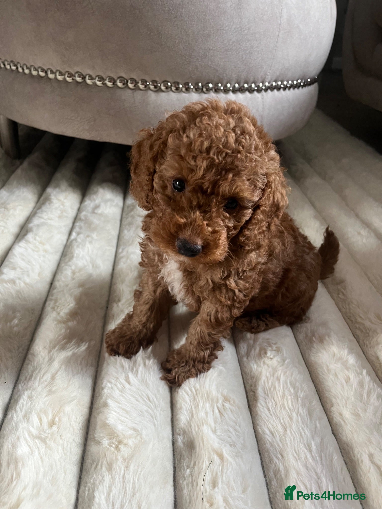 Toy Poodle dogs Toy poodle puppies  - Advert 5
