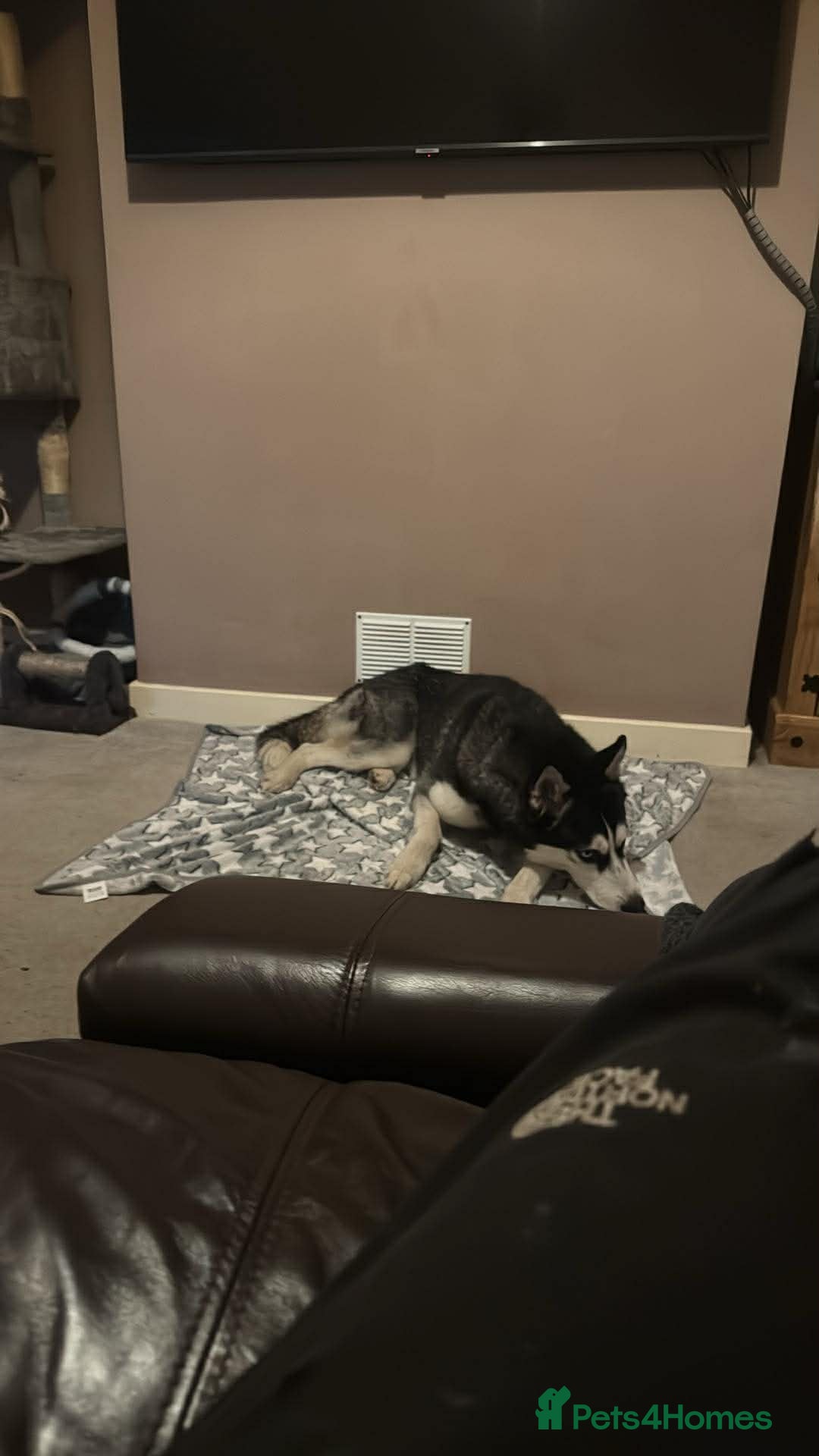 Siberian Husky dogs for sale: Lucky for sale  - Advert 7