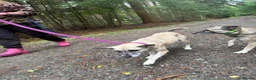 Mixed Breed dogs for adoption: Verity - Poringland Norfolk  in Norwich - Advert 14