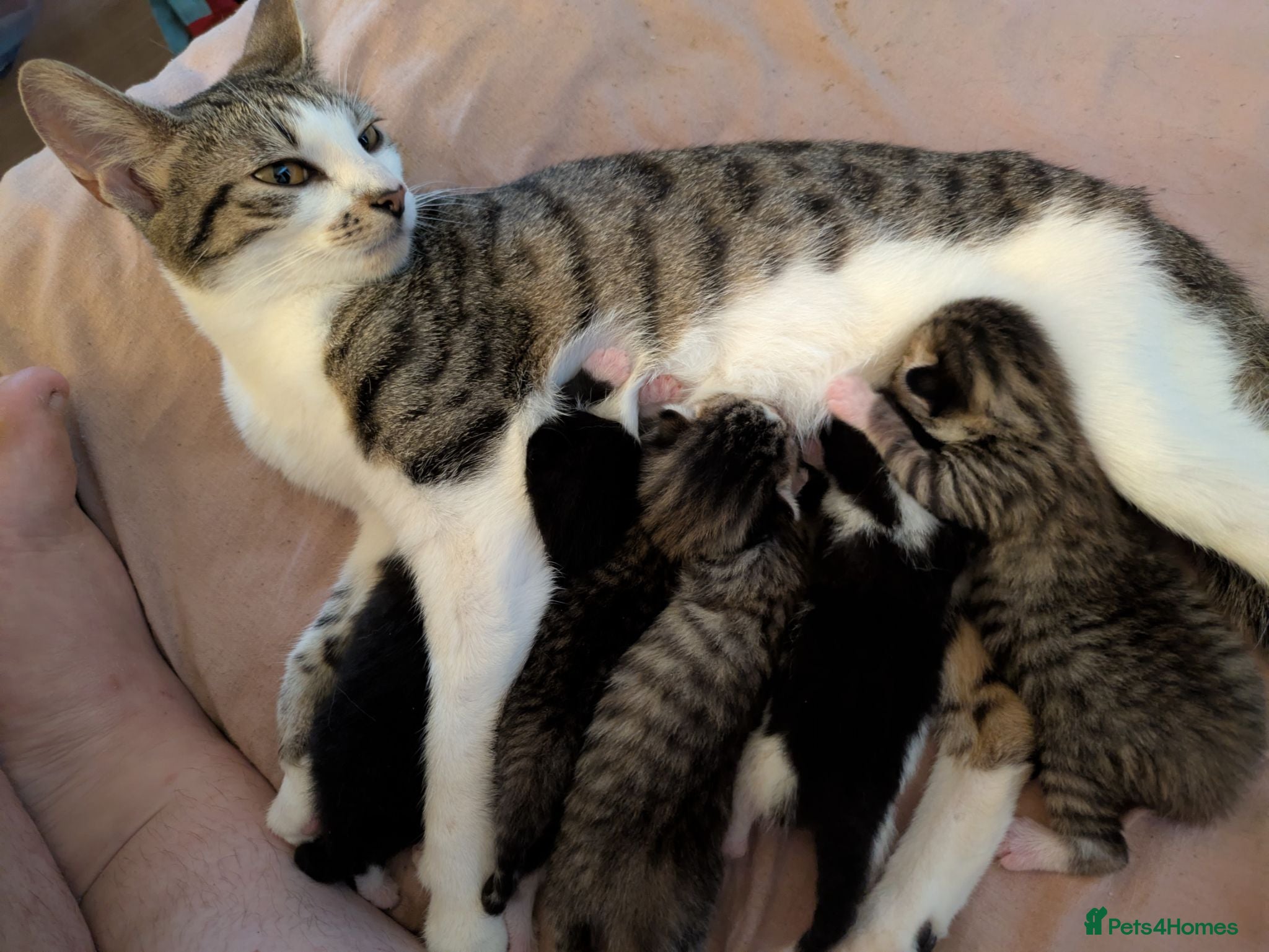 Mixed Breed cats Five stunning kittens - Advert 20