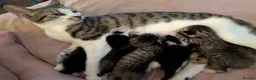Mixed Breed cats for sale: Four stunning kittens - Advert 1