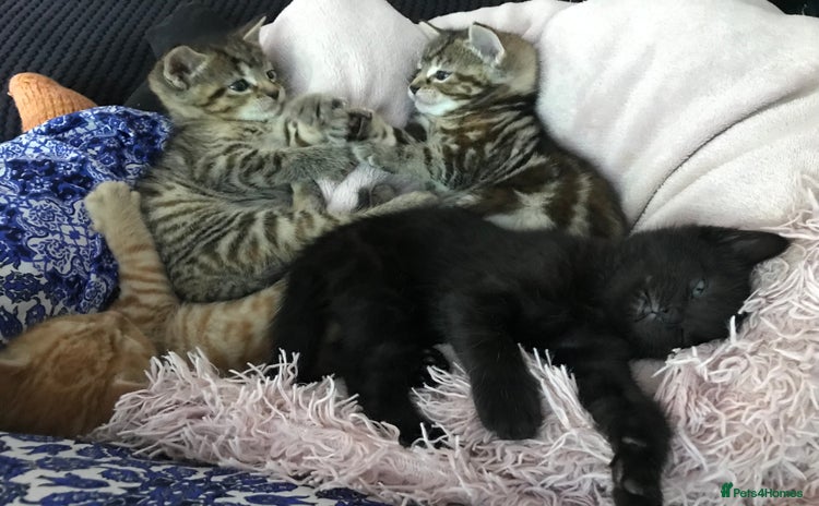 Mixed Breed cats - Advert 5