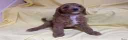 Cavapoo dogs for sale: Cavapoos f1 Health tested  - Advert 7