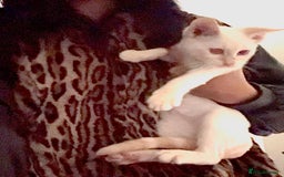 Bengal cats for sale: Final offer Savannah x Snow Bengal kittens 2M 1F - Image 6