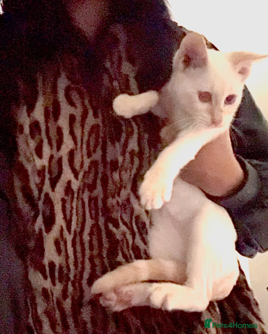 Bengal cats for sale: Final offer Savannah x Snow Bengal kittens 2M 1F - Image 6