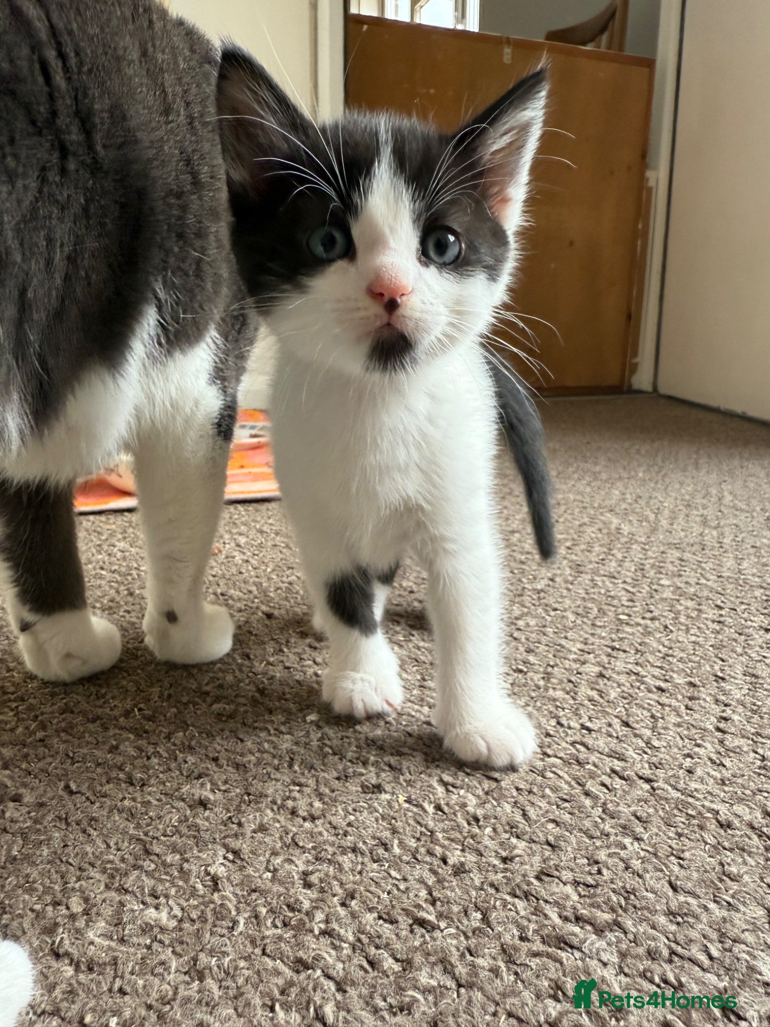 Mixed Breed cats 1 Little Black & White Boy Left!  - Advert 16