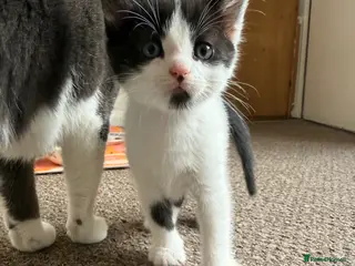 Mixed Breed cats 1 Little Black & White Boy Left! - Advert 16