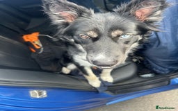 Mixed Breed dogs for sale: Bella border collie husky - Image 4