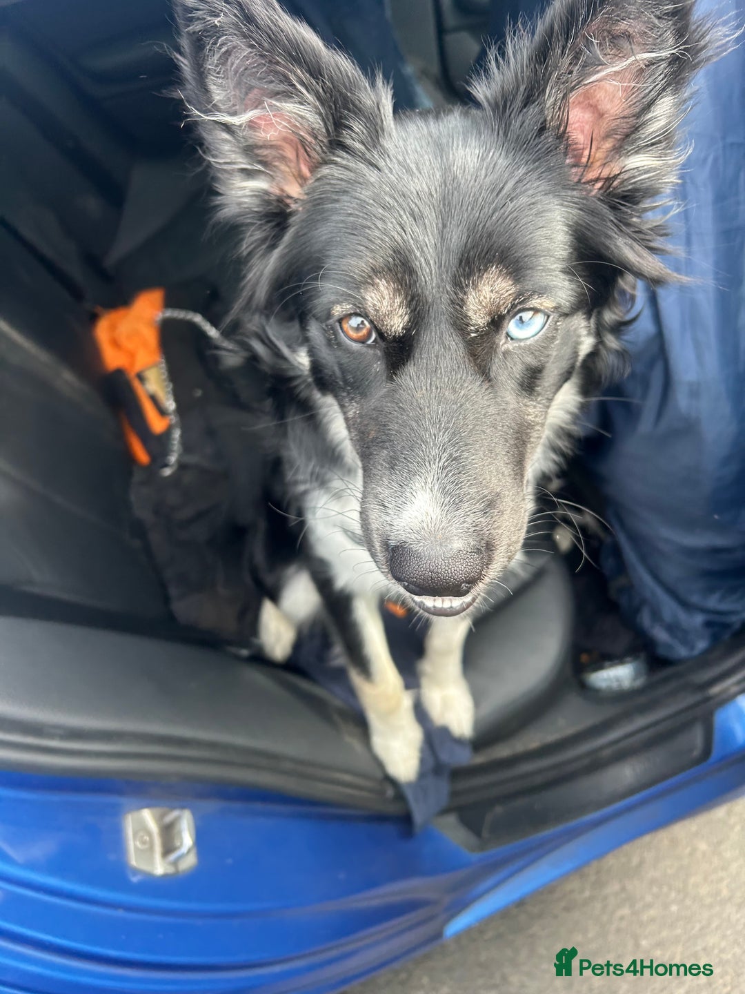 Mixed Breed dogs for sale: Bella border collie husky - Image 4