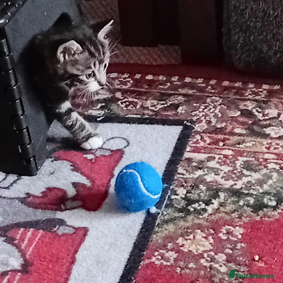 British Shorthair cats for sale: Gorgeous kittens in Edinburgh - Advert 7