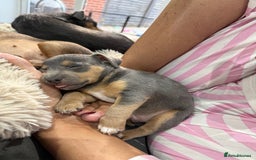 Jack Russell dogs for sale: Jack Russell Puppies 3 boys available - Image 13