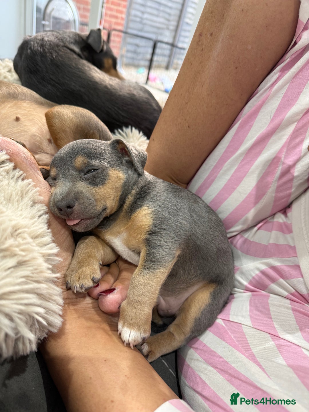 Jack Russell dogs for sale: Jack Russell Puppies 3 boys available - Image 13