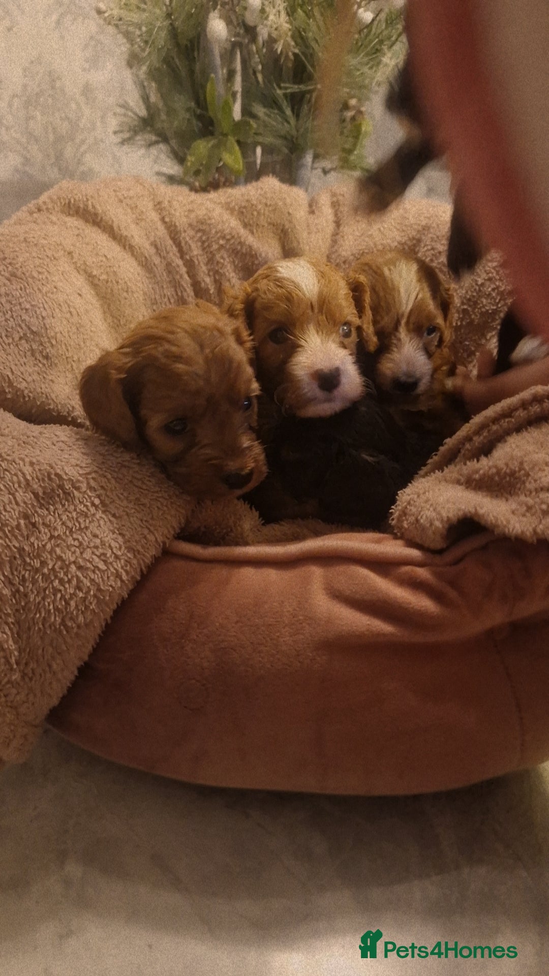 Cavapoo dogs for sale: Beautiful cavapoo puppies  - Advert 5