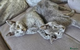 Mixed Breed cats for sale: 5 3/4 persian kittens ready now - Image 13