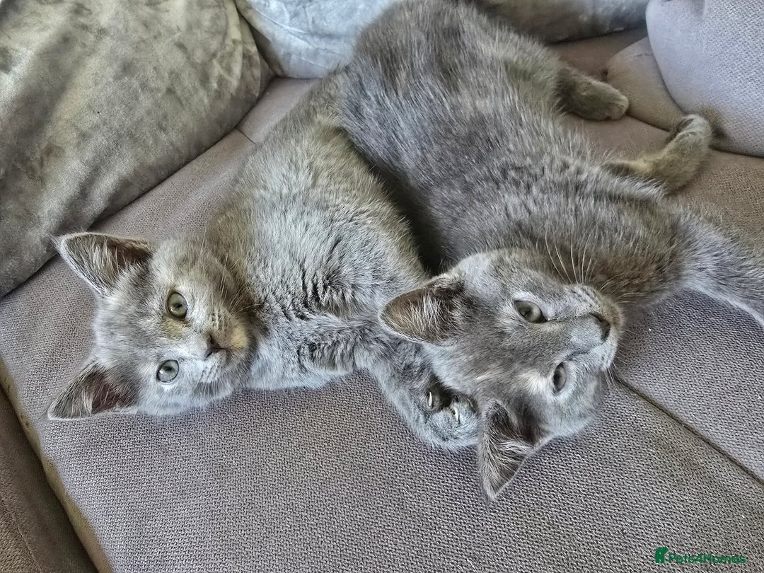 Mixed Breed cats for sale: 5 3/4 persian kittens ready now - Image 13