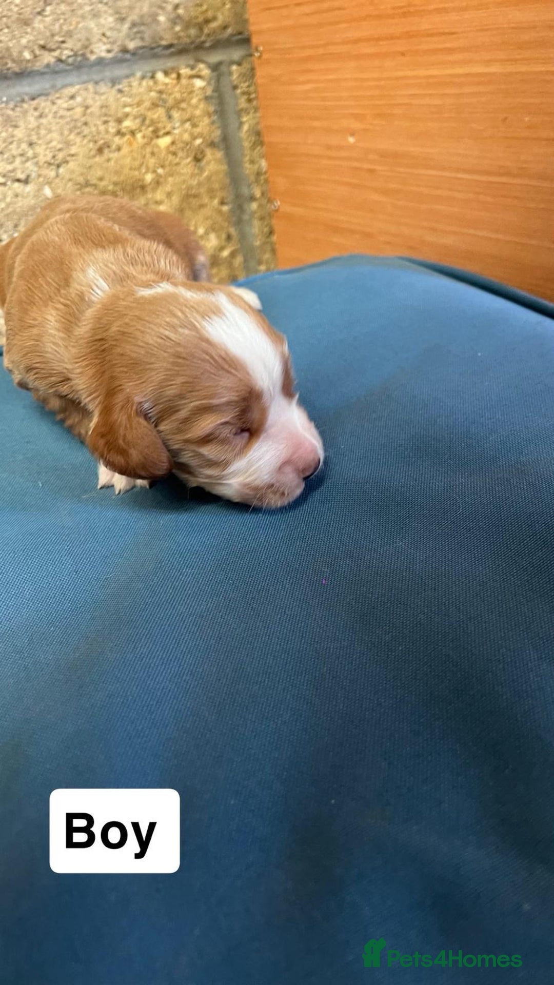 Cocker Spaniel dogs for sale: Working cocker spaniels -legally docked. - Image 10