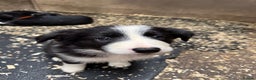 Border Collie dogs for sale: Bouncing border collies - Advert 20