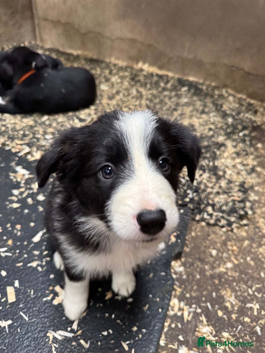 Border Collie dogs for sale: Bouncing border collies - Advert 20