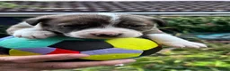 Mixed Breed dogs for sale: BORDER COLLIE and STAFF CROSS PUPPIES in Tadcaster - Advert 8