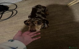 Mixed Breed dogs for sale: Minituare Yorkie cross dachshund puppies - Image 10